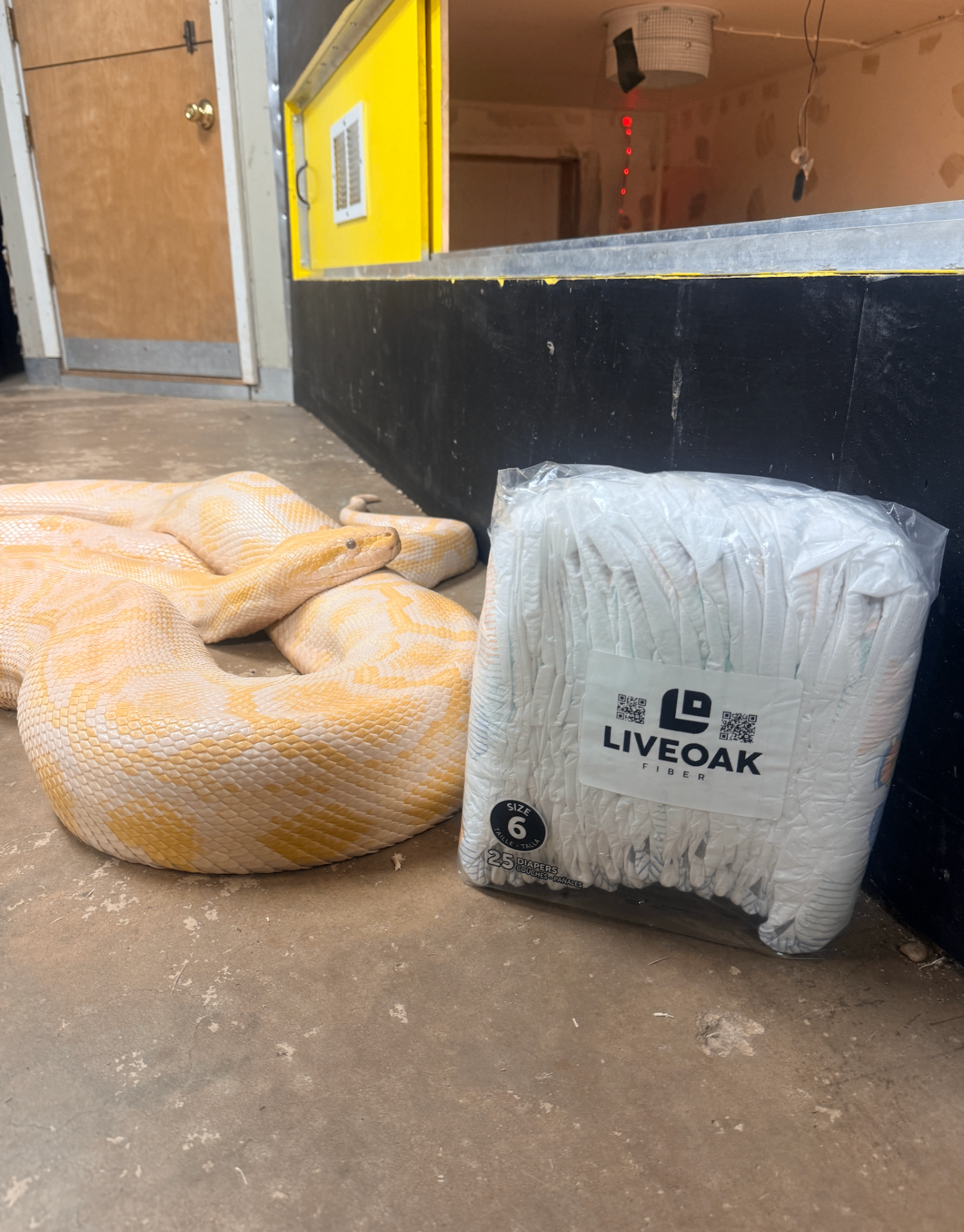 A large diaper pack sitting on the floor beside a coiled albino python